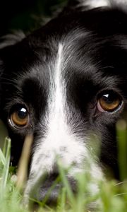 Preview wallpaper english springer spaniel, look, macro, dog, grass