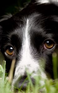 Preview wallpaper english springer spaniel, look, macro, dog, grass