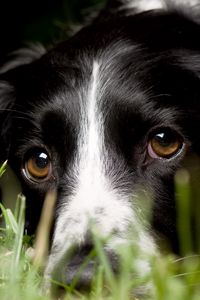 Preview wallpaper english springer spaniel, look, macro, dog, grass