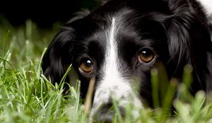 Preview wallpaper english springer spaniel, look, macro, dog, grass