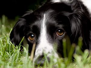 Preview wallpaper english springer spaniel, look, macro, dog, grass