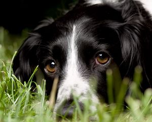 Preview wallpaper english springer spaniel, look, macro, dog, grass