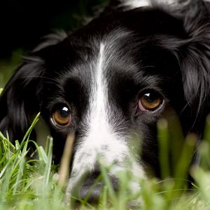 Preview wallpaper english springer spaniel, look, macro, dog, grass