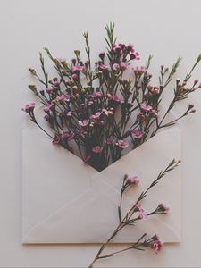 Preview wallpaper envelope, flowers, bouquet