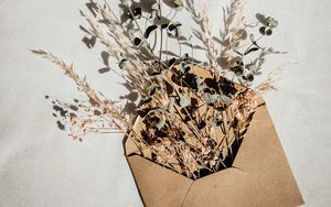 Preview wallpaper envelope, herbarium, plants, branches, ears