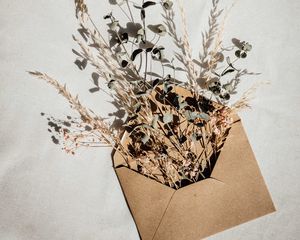 Preview wallpaper envelope, herbarium, plants, branches, ears