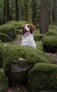 Preview wallpaper epagneul breton, dog, pet, stones, moss, forest