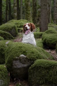 Preview wallpaper epagneul breton, dog, pet, stones, moss, forest