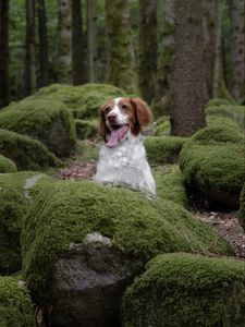 Preview wallpaper epagneul breton, dog, pet, stones, moss, forest