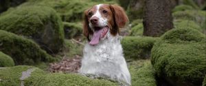 Preview wallpaper epagneul breton, dog, pet, stones, moss, forest