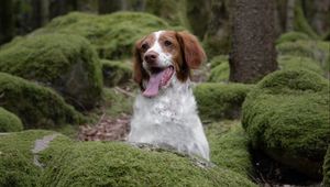 Preview wallpaper epagneul breton, dog, pet, stones, moss, forest