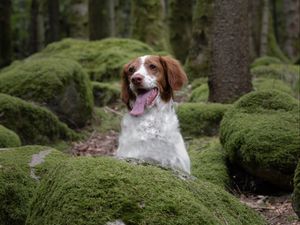 Preview wallpaper epagneul breton, dog, pet, stones, moss, forest