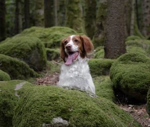 Preview wallpaper epagneul breton, dog, pet, stones, moss, forest