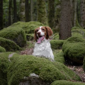 Preview wallpaper epagneul breton, dog, pet, stones, moss, forest