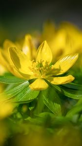 Preview wallpaper eranthis, flower, yellow, macro