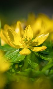 Preview wallpaper eranthis, flower, yellow, macro