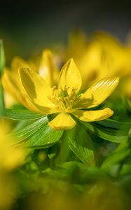 Preview wallpaper eranthis, flower, yellow, macro