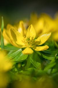 Preview wallpaper eranthis, flower, yellow, macro