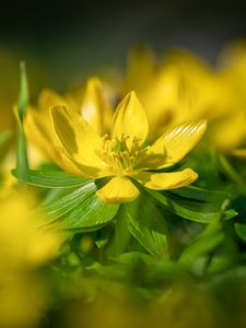 Preview wallpaper eranthis, flower, yellow, macro