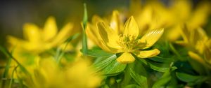 Preview wallpaper eranthis, flower, yellow, macro