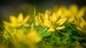 Preview wallpaper eranthis, flower, yellow, macro