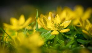 Preview wallpaper eranthis, flower, yellow, macro