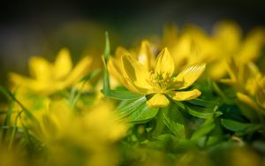 Preview wallpaper eranthis, flower, yellow, macro