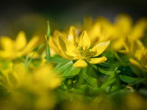 Preview wallpaper eranthis, flower, yellow, macro