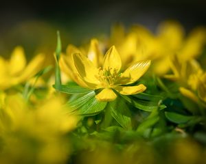 Preview wallpaper eranthis, flower, yellow, macro