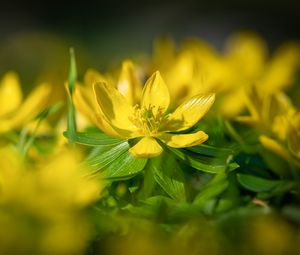 Preview wallpaper eranthis, flower, yellow, macro