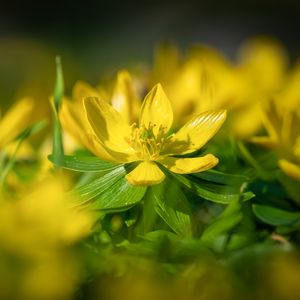 Preview wallpaper eranthis, flower, yellow, macro