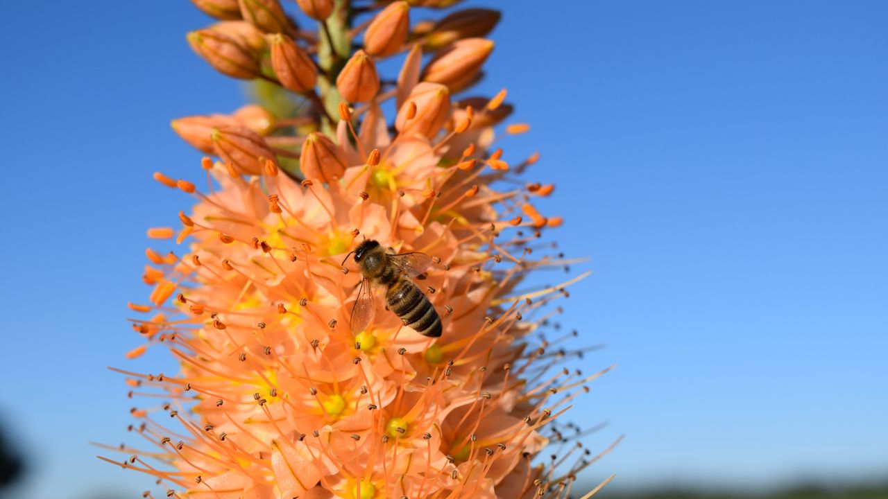 Wallpaper eremurus, flower, bee, pollination