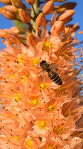 Preview wallpaper eremurus, flower, bee, pollination