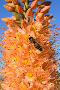 Preview wallpaper eremurus, flower, bee, pollination