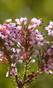 Preview wallpaper erica multiflora, wild flower, branch