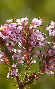 Preview wallpaper erica multiflora, wild flower, branch