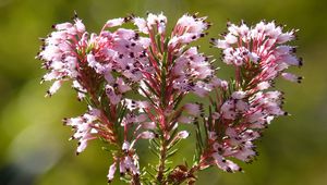 Preview wallpaper erica multiflora, wild flower, branch