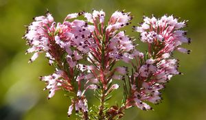 Preview wallpaper erica multiflora, wild flower, branch