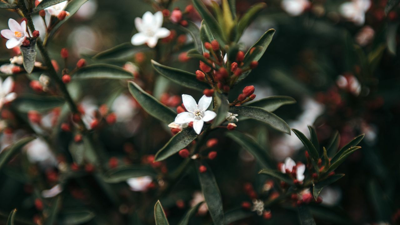 Wallpaper eriostemon, flowers, leaves, bloom