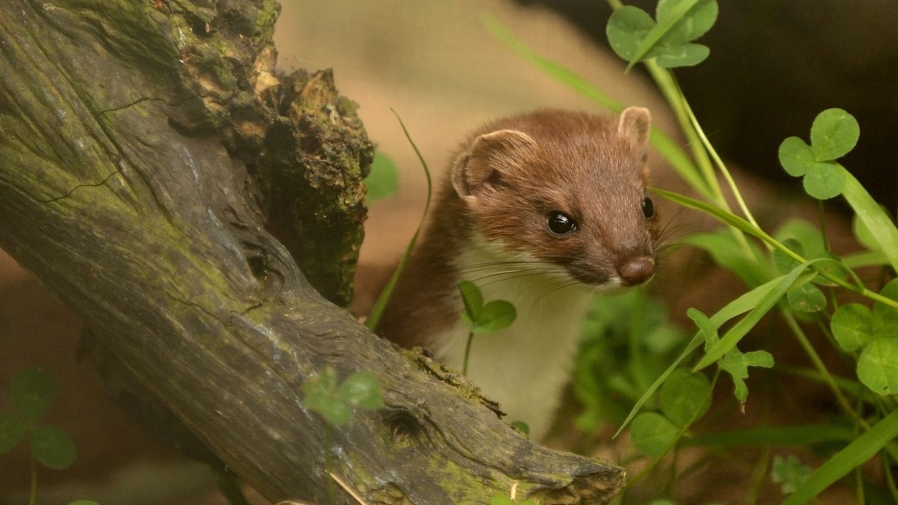 Wallpaper ermine, grass, climbing, branches