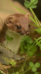 Preview wallpaper ermine, grass, climbing, branches