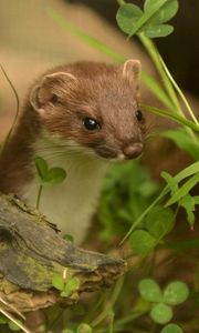 Preview wallpaper ermine, grass, climbing, branches