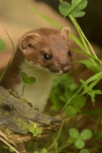 Preview wallpaper ermine, grass, climbing, branches