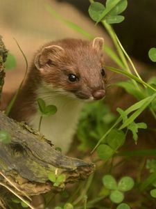 Preview wallpaper ermine, grass, climbing, branches