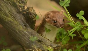 Preview wallpaper ermine, grass, climbing, branches