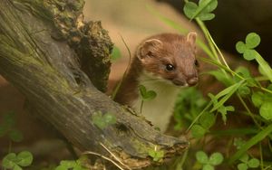 Preview wallpaper ermine, grass, climbing, branches