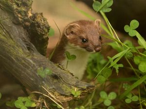 Preview wallpaper ermine, grass, climbing, branches