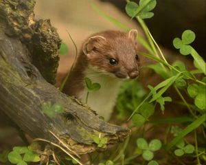 Preview wallpaper ermine, grass, climbing, branches