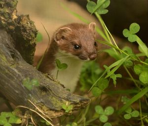 Preview wallpaper ermine, grass, climbing, branches