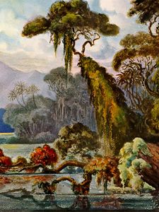 Preview wallpaper ernst haeckel, ceylon, jungle, art, lithography